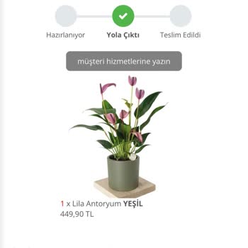 Her Yer Bitki Zamanında Gelmeyen Çiçek