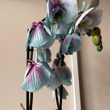 Adı Gibi Fresh Olmayan Bloom And Fresh Çiçekleri