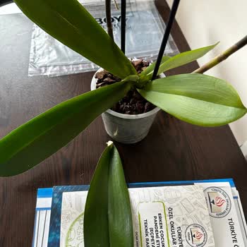 Adı Gibi Fresh Olmayan Bloom And Fresh Çiçekleri