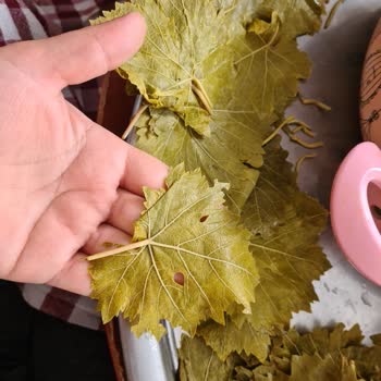 Erbaa.yapragim60 (Instagram) Instagram Sayfasından Aldığım Yaprağı İade Etmek İstiyorum