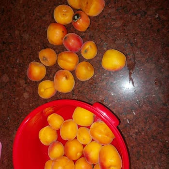 Carrefour SA Çürük Gelen Kayısı