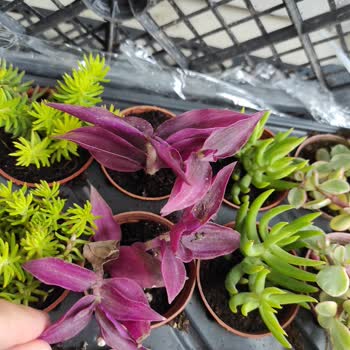 Fidan Pazarı Annelere Karşı Beni Mahcup Etti