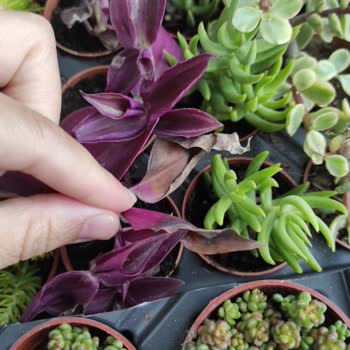 Fidan Pazarı Annelere Karşı Beni Mahcup Etti