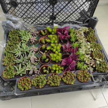 Fidan Pazarı Annelere Karşı Beni Mahcup Etti