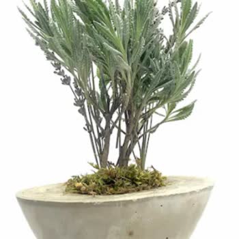 Çiçek Sepeti Görseldeki Ürünün Gönderilmemesi Ve Müşteri Hizmetlerinin İlgisizliği!