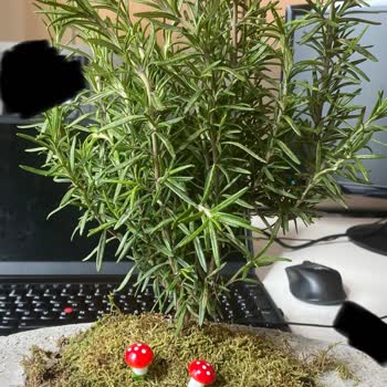 Çiçek Sepeti Görseldeki Ürünün Gönderilmemesi Ve Müşteri Hizmetlerinin İlgisizliği!