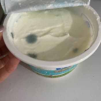 Sek Süt Küflenmiş Yoğurt Yeşillenmiş