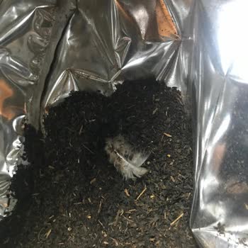 Berk Çay İçinden Çıkan Cisim