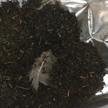 Berk Çay İçinden Çıkan Cisim