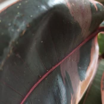 Bloom And Fresh Çiçek Gönderimi Problemi