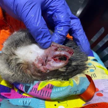 Dr. Luna Veteriner Kliniği Veteriner Hatası Kaynaklı Kedinin Sağlık Sorunu