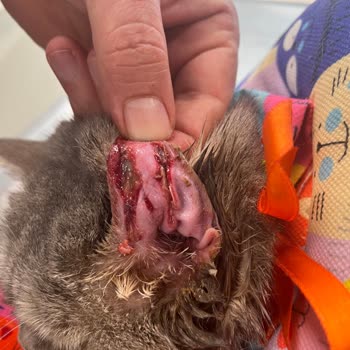 Dr. Luna Veteriner Kliniği Veteriner Hatası Kaynaklı Kedinin Sağlık Sorunu