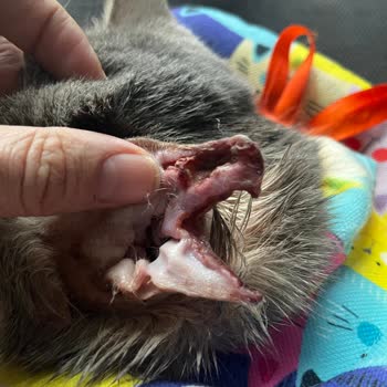 Dr. Luna Veteriner Kliniği Veteriner Hatası Kaynaklı Kedinin Sağlık Sorunu