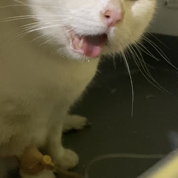 Petoskop Veteriner Kliniği Kedim İçin Verdiğim Paraya Yazık!