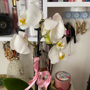 Çiçek Sepeti Orkide Bozuk Geldi