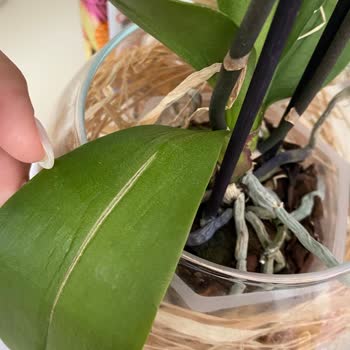 Çiçek Sepeti Orkide Bozuk Geldi