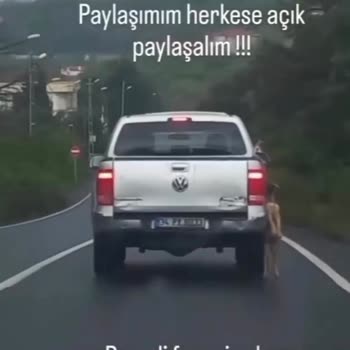 Boğaziçi Beton Hayvanlara İşkence Yapılıyor