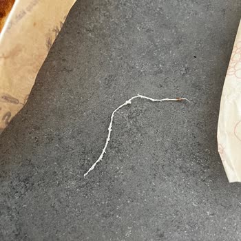 Altın Başak Sarıyer Börekçisi Pideden Çıkan İp