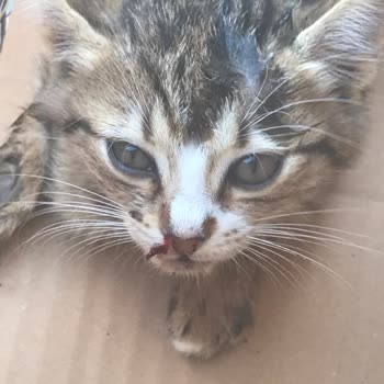 Adana Büyükşehir Belediyesi Kedi Yaralı Ve Hasta