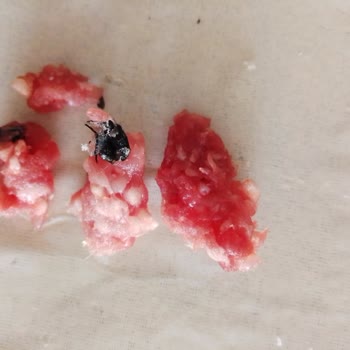 Çarşı Market Kıymada Böcek Çıktı
