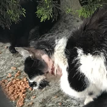 Alo 153 Hayvan Ambulansı Yaralı Hayvan Bildirimi