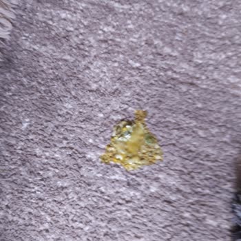 Farmina Nd Konserve Mama Tehlikesi Mutlaka Okuyun