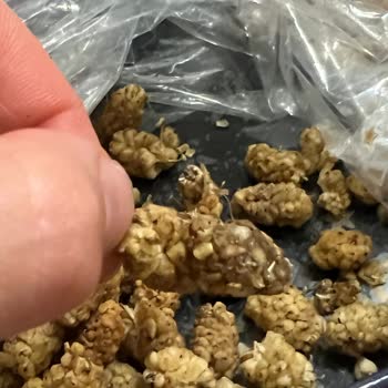 Makbul Kuruyemiş Makbul 'ün Böcekli Ürünleri