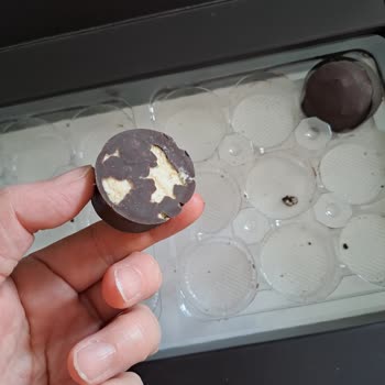 Burak Pişmaniye İçinde Fıstık Yok