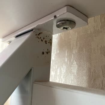 Bellona İntrö Çalışma Masası Memnuniyetsizliği