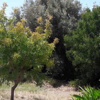 Çeşme Belediyesi Havuzun 1 Yıllık Kirli Suyunun Evin Dışına Boşaltması