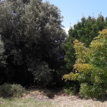 Çeşme Belediyesi Havuzun 1 Yıllık Kirli Suyunun Evin Dışına Boşaltması