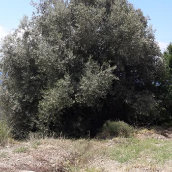 Çeşme Belediyesi Havuzun 1 Yıllık Kirli Suyunun Evin Dışına Boşaltması