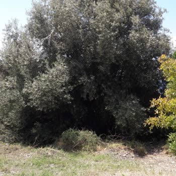 Çeşme Belediyesi Havuzun 1 Yıllık Kirli Suyunun Evin Dışına Boşaltması