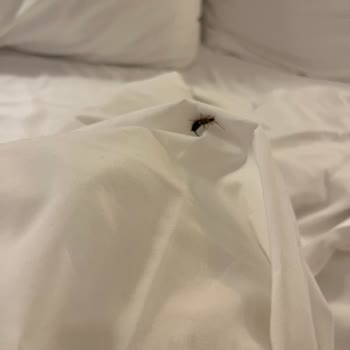 ETS İle Kairaba Bodrum İmperial Kaldım Böcekler Korku Filmi Gibiydi