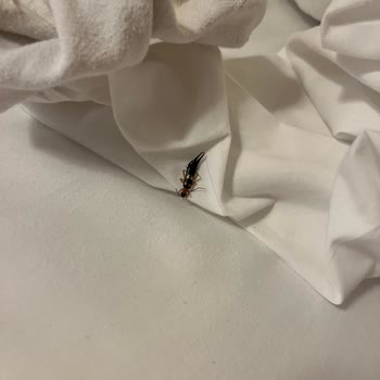 ETS İle Kairaba Bodrum İmperial Kaldım Böcekler Korku Filmi Gibiydi