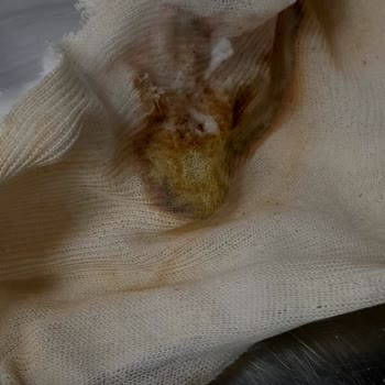 İzmir Tınaztepe Galen Bayraklı Hastanesi Ortopedi Doktoru