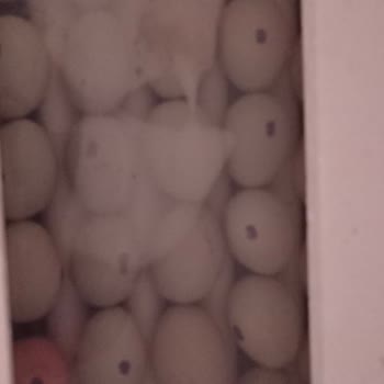 Beren Kuluçka Makinesinde Nem Ve Isı Sorunu