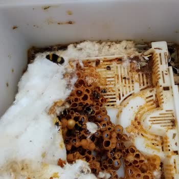 Koppert Arısı Olmuş Geldi