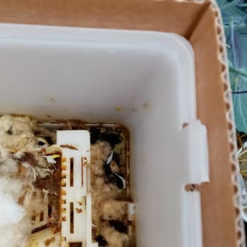 Koppert Arısı Olmuş Geldi