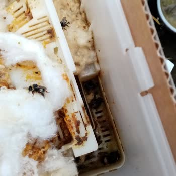 Koppert Arısı Olmuş Geldi