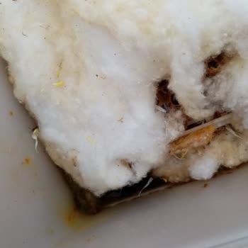 Koppert Arısı Olmuş Geldi