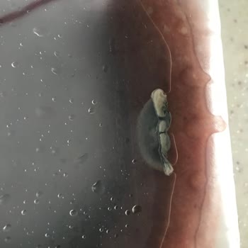 Migros Sucuk İçinde Oluşan Organizma