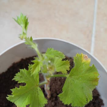 Zengarden Kalitesiz Ve Yanlış Ürün Gönderimi Ve İletişim Sorunu