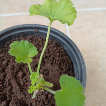 Zengarden Kalitesiz Ve Yanlış Ürün Gönderimi Ve İletişim Sorunu