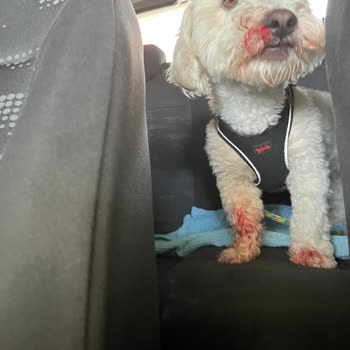 Adana Atlas Veteriner Kliniğinin İhmalkarlığı