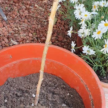 Fidancidan.com Kuru, Kırık Fidan Gönderiyorlar