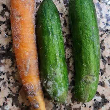 Bosch Buzdolabı Sebzelerimizi Mahvediyor