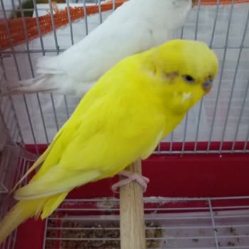 Öz Ankara Petshop Kuşun Hasta Ve Sorunlu Olması