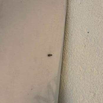 Hacımemiş Arena Kötü Hizmeti