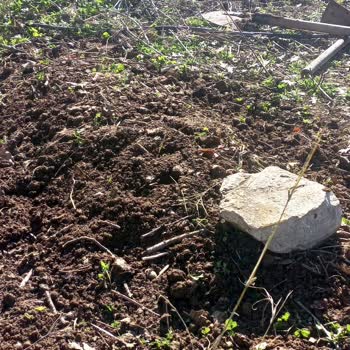 Vetdogs Kennel Veteriner Ölüm Var Hayvanlara Zulüm